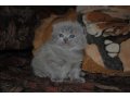 Продам шотландских котят!С родословной! в городе Муром, фото 5, стоимость: 7 000 руб.
