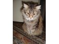 Отдам умного котика в городе Белово, фото 1, Кемеровская область