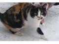 Очень ловчая кошка Луша в дом в городе Киров, фото 1, Кировская область