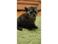 Продаю британского элитного котенка в городе Киров, фото 1, Кировская область