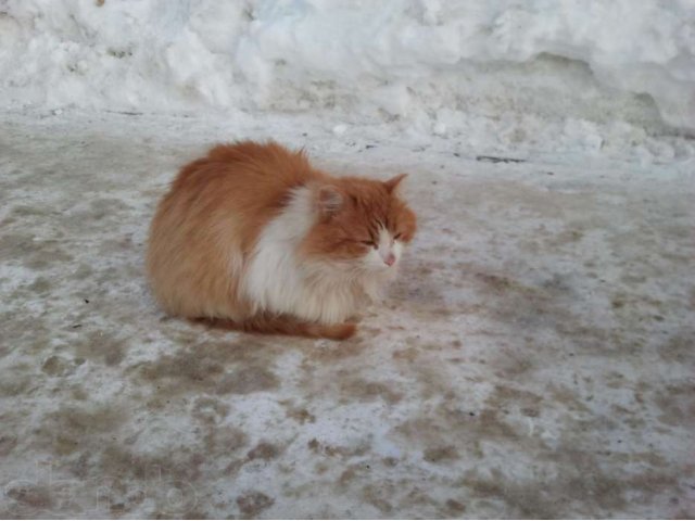 Нашёлся кот в городе Новочебоксарск, фото 1, стоимость: 0 руб.