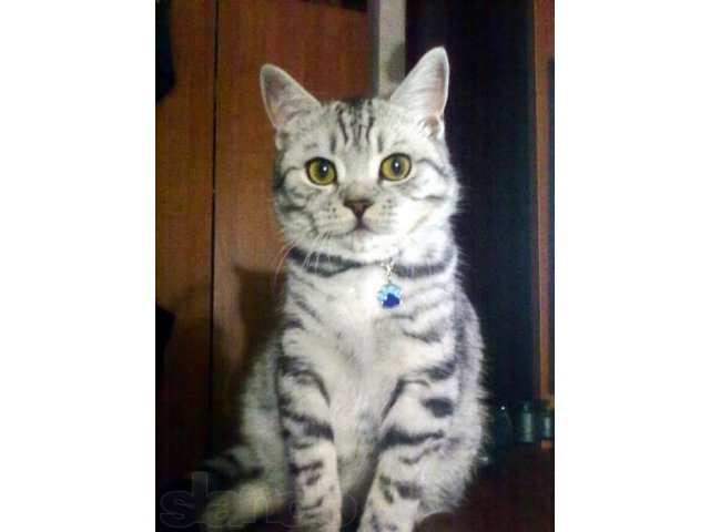кот для вязки в городе Темрюк, фото 1, стоимость: 2 000 руб.
