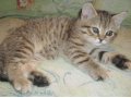 котята в городе Прокопьевск, фото 2, стоимость: 1 000 руб.