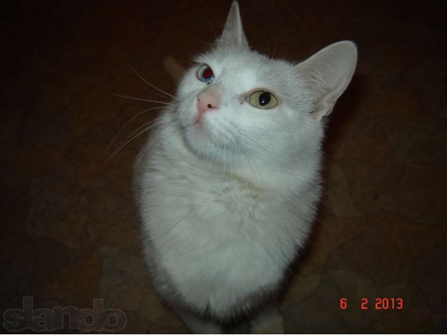 Кошка Марфа ищет семью! в городе Петрозаводск, фото 1, Кошки