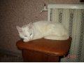Кошка Марфа ищет семью! в городе Петрозаводск, фото 8, стоимость: 0 руб.