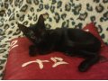 СРОЧНО отдам черного котенка в хорошие руки в городе Кисловодск, фото 1, Ставропольский край