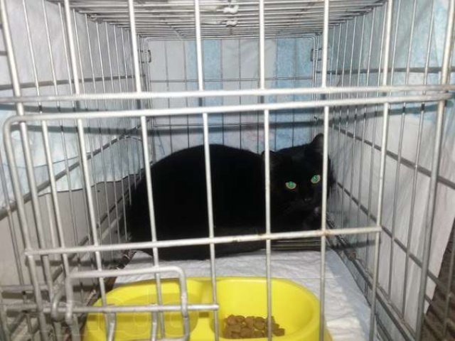 Даром шикарный черный кот в городе Киров, фото 2, стоимость: 0 руб.