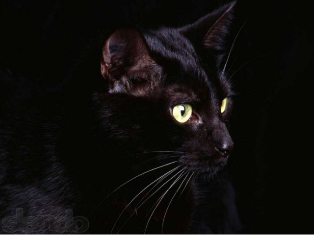 Даром шикарный черный кот в городе Киров, фото 3, Кошки