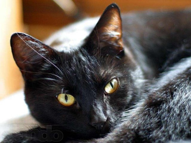 Отдадим  черную кошку-красавицу в городе Киров, фото 1, стоимость: 0 руб.