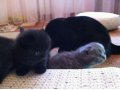 продаются котята в городе Таганрог, фото 2, стоимость: 7 000 руб.