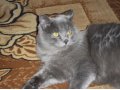 отдам кота в городе Ишим, фото 1, Тюменская область