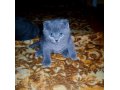 Шотландский вислоухий котенок ищет хозяев в городе Таганрог, фото 2, стоимость: 7 000 руб.
