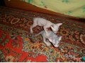Продам котенка донского сфинкса в городе Белово, фото 1, Кемеровская область
