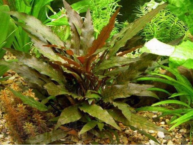 Криптокорина Вендта коричневая (Cryptocoryne wendtii) в городе Ростов-на-Дону, фото 1, стоимость: 35 руб.