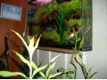 Продается эксклюзивный аквариум-картина с рыбами в городе Пермь, фото 1, Пермский край