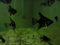 РЫБКИ аквариумные(скалярии) в городе Кинешма, фото 3, Аквариумные рыбки