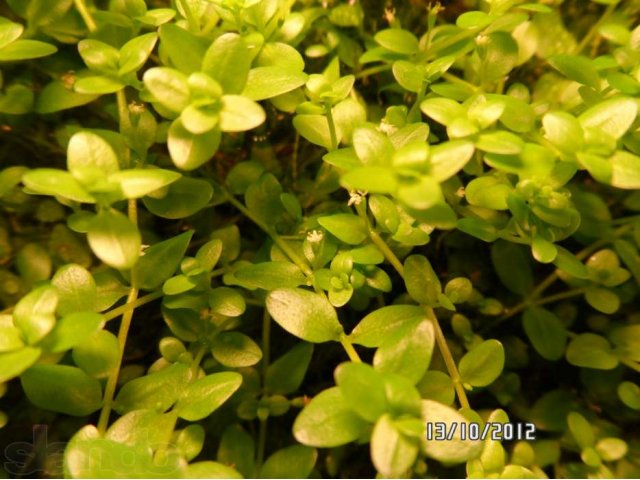 Растения аквариумные в ассортименте в городе Курган, фото 1, стоимость: 10 руб.