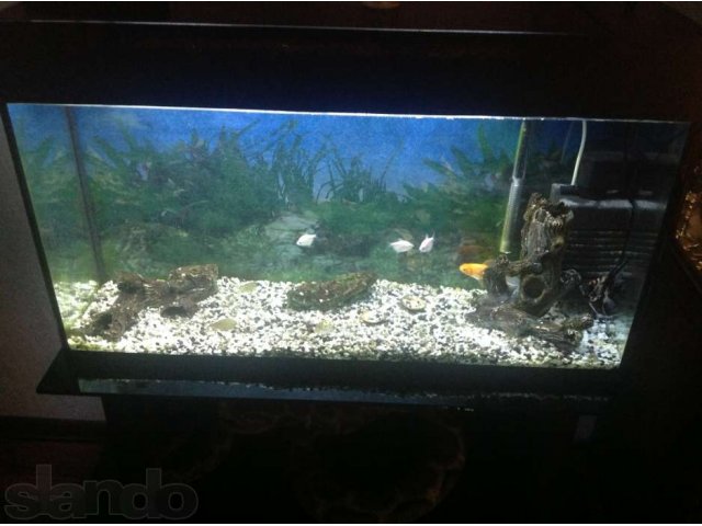 Продаю аквариум 200л с подставкой ,рыбками и всеми декорациями в городе Махачкала, фото 3, Аквариумные рыбки