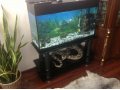 Продаю аквариум 200л с подставкой ,рыбками и всеми декорациями в городе Махачкала, фото 2, стоимость: 9 999 руб.