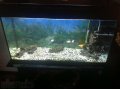 Продаю аквариум 200л с подставкой ,рыбками и всеми декорациями в городе Махачкала, фото 3, Аквариумные рыбки