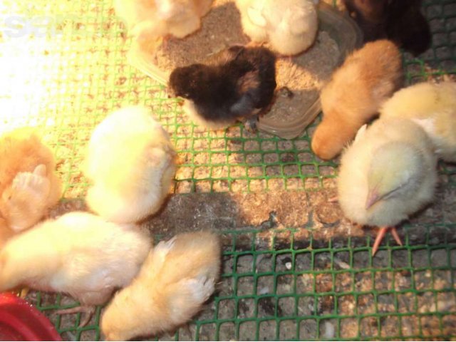 Индюшата, утята, цыплята домашних кур несушек. в городе Тюмень, фото 4, Птицы