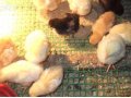 Индюшата, утята, цыплята домашних кур несушек. в городе Тюмень, фото 4, Тюменская область