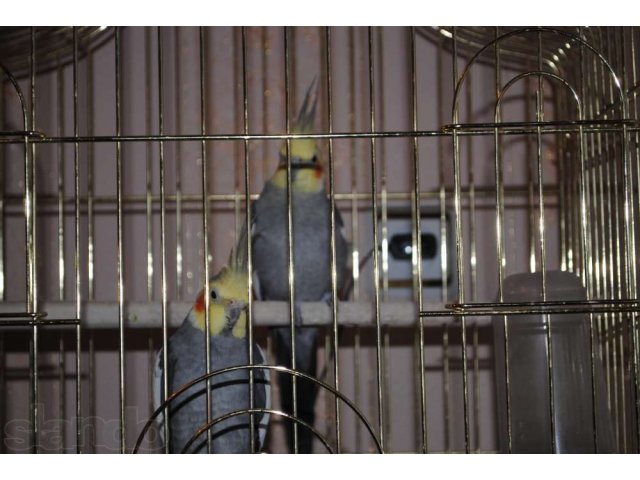 Продам 2 попугаев корелла в городе Тюмень, фото 1, Птицы