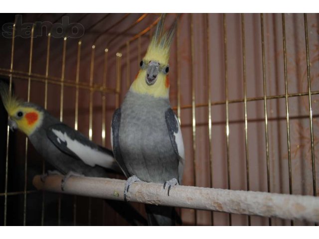 Продам 2 попугаев корелла в городе Тюмень, фото 2, Тюменская область