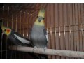 Продам 2 попугаев корелла в городе Тюмень, фото 2, стоимость: 5 000 руб.