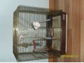Продам попугайчика в городе Чебоксары, фото 1, Чувашия