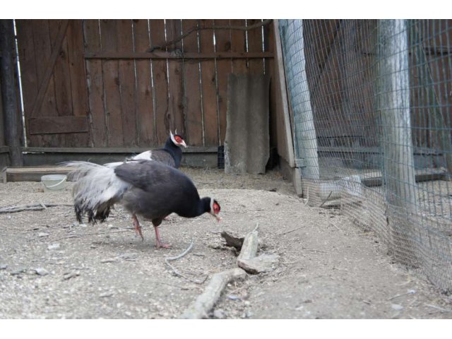 коричневый ушастый фазан в городе Горячий Ключ, фото 2, Краснодарский край