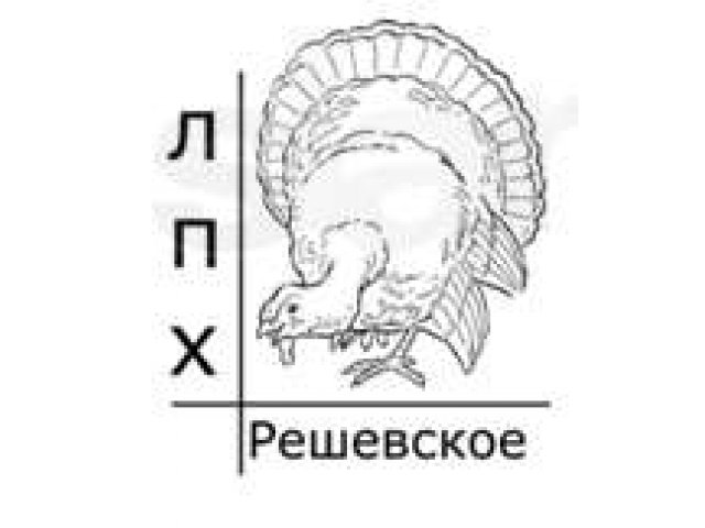 ЛПХ Решевское индюшата, цыплята, гуси, семья индюков в городе Нижний Тагил, фото 4, Свердловская область