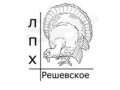 ЛПХ Решевское индюшата, цыплята, гуси, семья индюков в городе Нижний Тагил, фото 4, Свердловская область