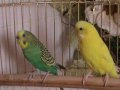Волнистые попугаи(пара) в городе Нижний Тагил, фото 1, Свердловская область