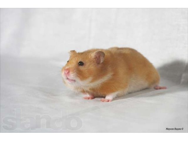 Ru Hamster Фото