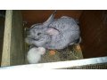 Кролики в городе Йошкар-Ола, фото 1, Марий Эл