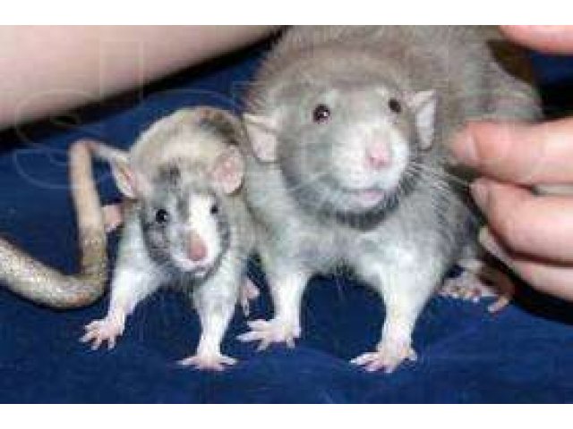 Как отличить дамбо от обычной крысы фото