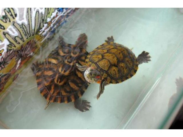 Красноухих черепах продам в городе Нижний Новгород, фото 1, стоимость: 1 500 руб.