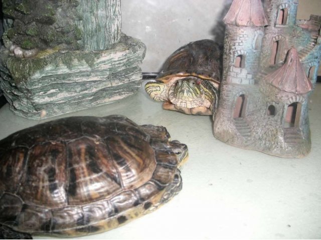 красноухие черепахи в городе Санкт-Петербург, фото 1, Рептилии