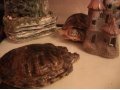 красноухие черепахи в городе Санкт-Петербург, фото 2, стоимость: 0 руб.