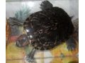 продаю водных черепах в городе Чебоксары, фото 1, Чувашия