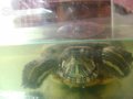 Красноухая черепаха. в городе Мурманск, фото 3, Рептилии