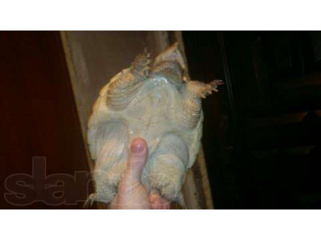 Каймановая черепаха 2.5 года в городе Санкт-Петербург, фото 4, стоимость: 3 000 руб.