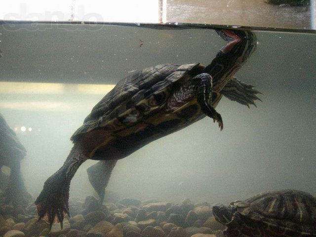 Красноухая черепаха в городе Куса, фото 1, стоимость: 300 руб.