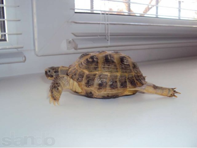Сухопутная черепаха в городе Магнитогорск, фото 2, Рептилии