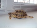 Сухопутная черепаха в городе Магнитогорск, фото 2, стоимость: 1 500 руб.