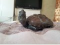 продам европейскую болотную черепаху в городе Чита, фото 1, Забайкальский край