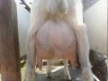 високодойные зааненские   козы в городе Юрга, фото 2, стоимость: 20 000 руб.