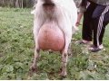 високодойные зааненские   козы в городе Юрга, фото 3, Сельхоз животные