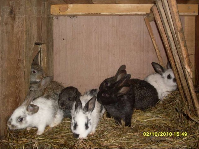 Мясные кролики в городе Сыктывкар, фото 1, стоимость: 300 руб.